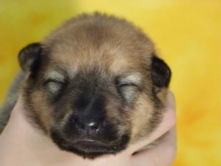 chinook puppy